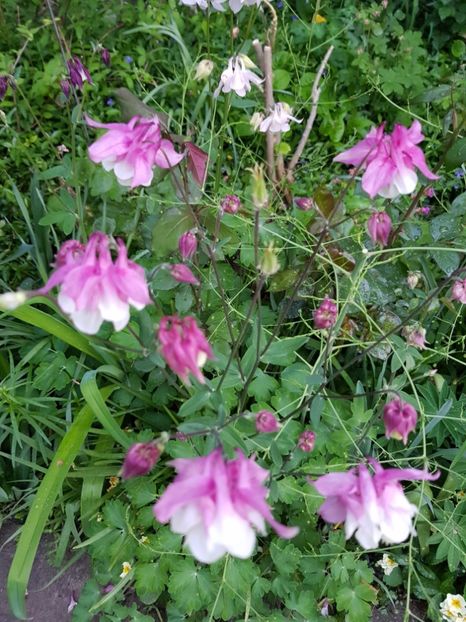  - Caldarusa sau aquilegia