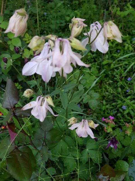  - Caldarusa sau aquilegia
