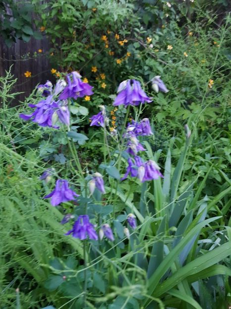  - Caldarusa sau aquilegia