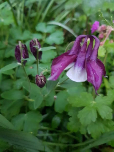  - Caldarusa sau aquilegia