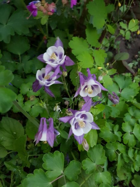  - Caldarusa sau aquilegia