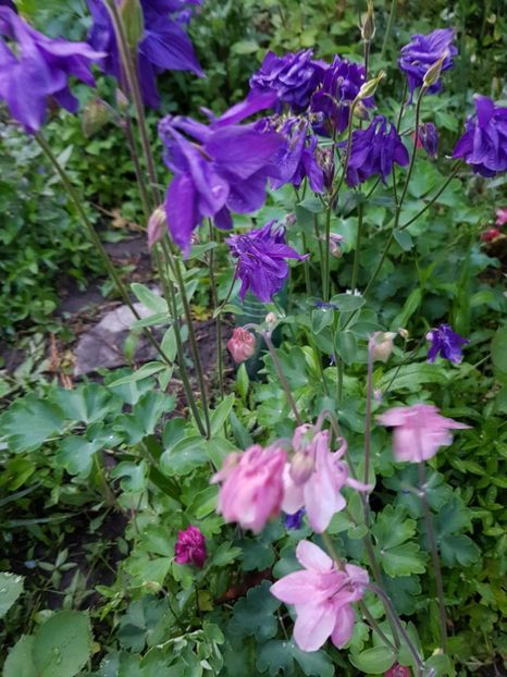  - Caldarusa sau aquilegia