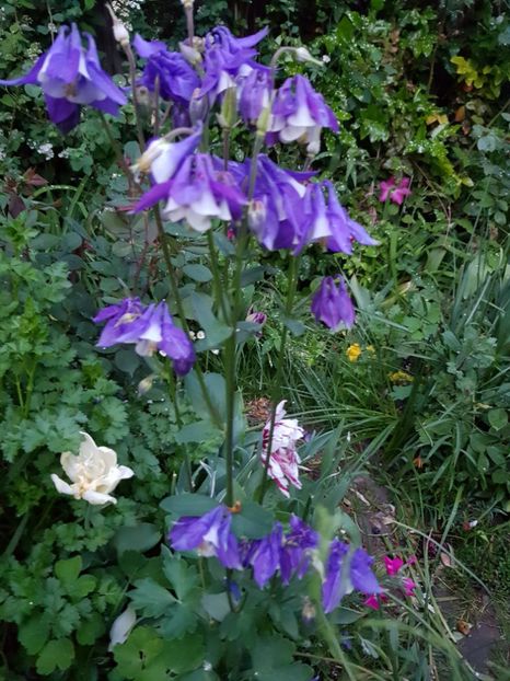  - Caldarusa sau aquilegia