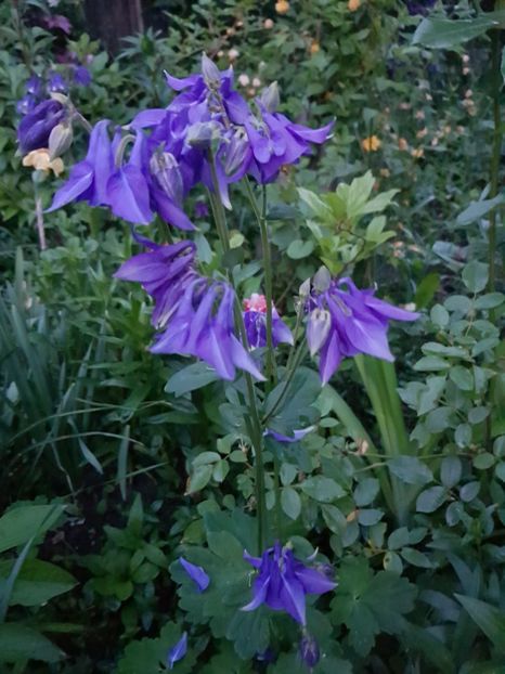  - Caldarusa sau aquilegia