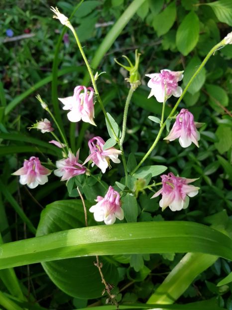  - Caldarusa sau aquilegia