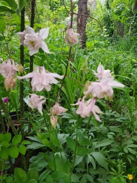  - Caldarusa sau aquilegia