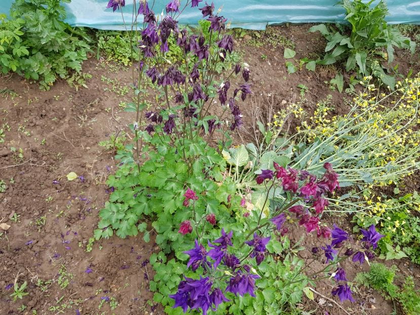  - Caldarusa sau aquilegia