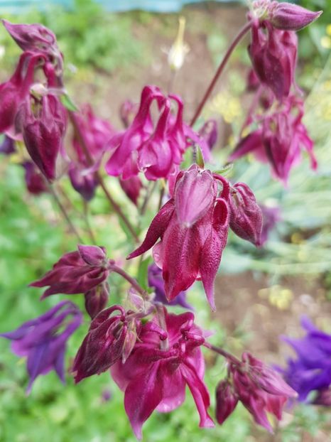  - Caldarusa sau aquilegia