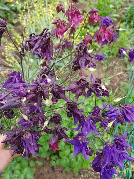  - Caldarusa sau aquilegia