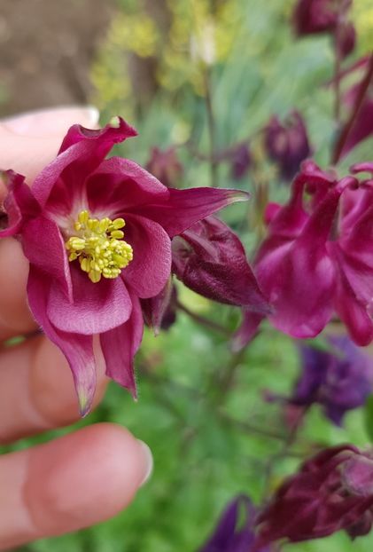  - Caldarusa sau aquilegia