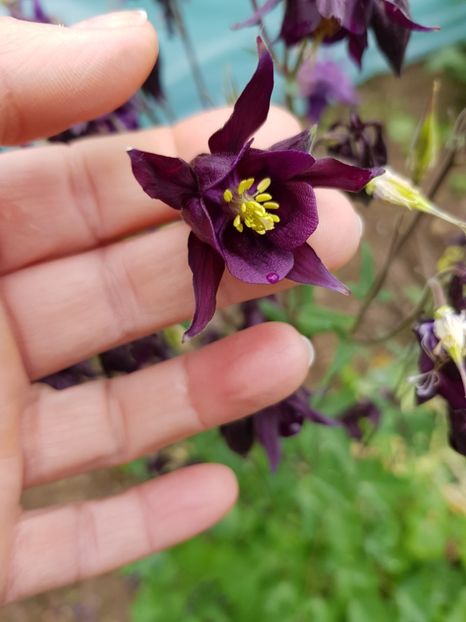  - Caldarusa sau aquilegia