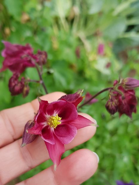  - Caldarusa sau aquilegia