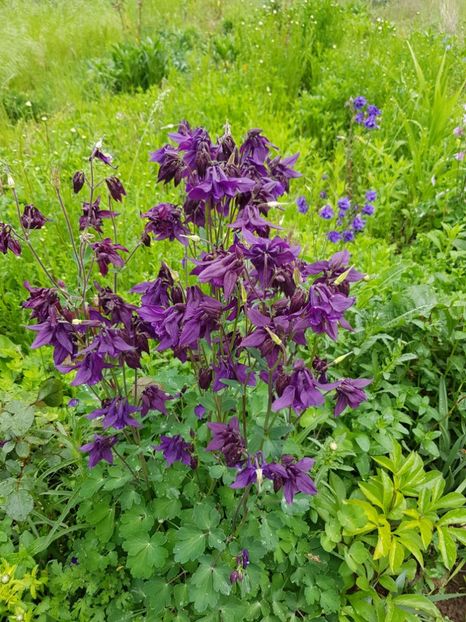  - Caldarusa sau aquilegia