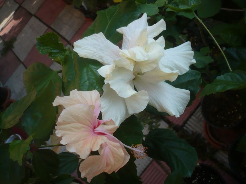 P1440560 - HIBISCUSI 2020-1