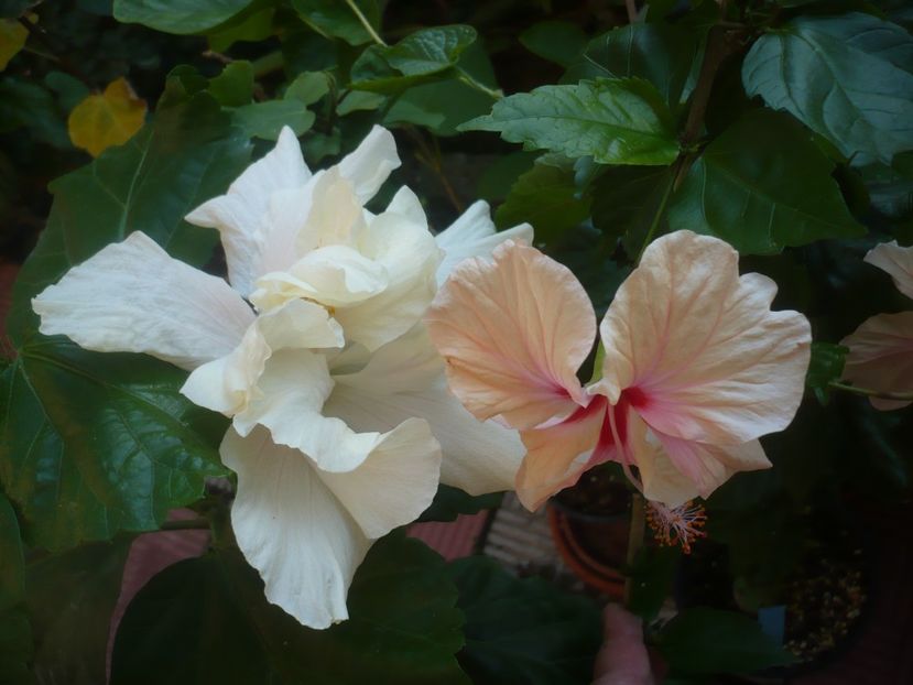 P1440561 - HIBISCUSI 2020-1