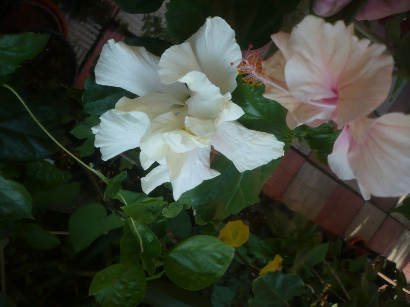 P1440563 - HIBISCUSI 2020-1