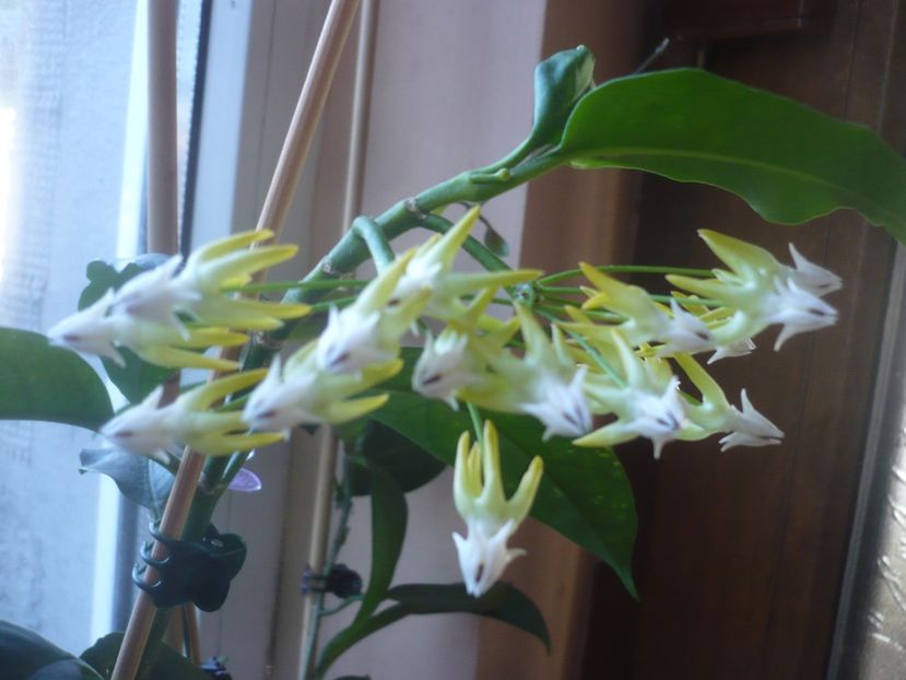 P1440571 - HOYA 2020-1