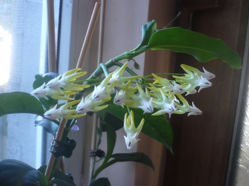 P1440572 - HOYA 2020-1