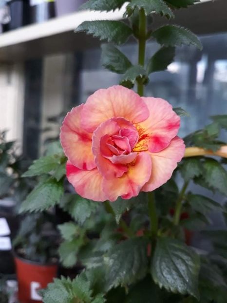  - 0001 2022 - Golden Buck