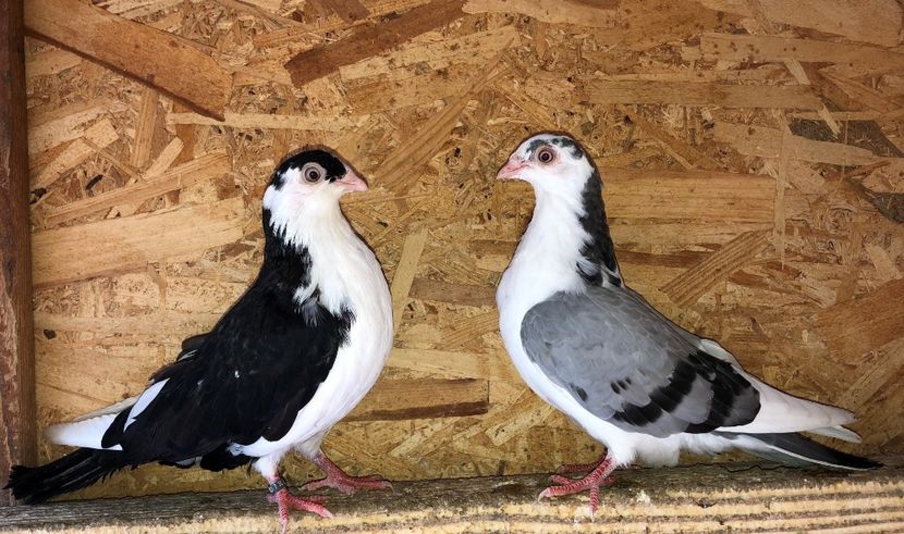  - 0000001 prin voliere