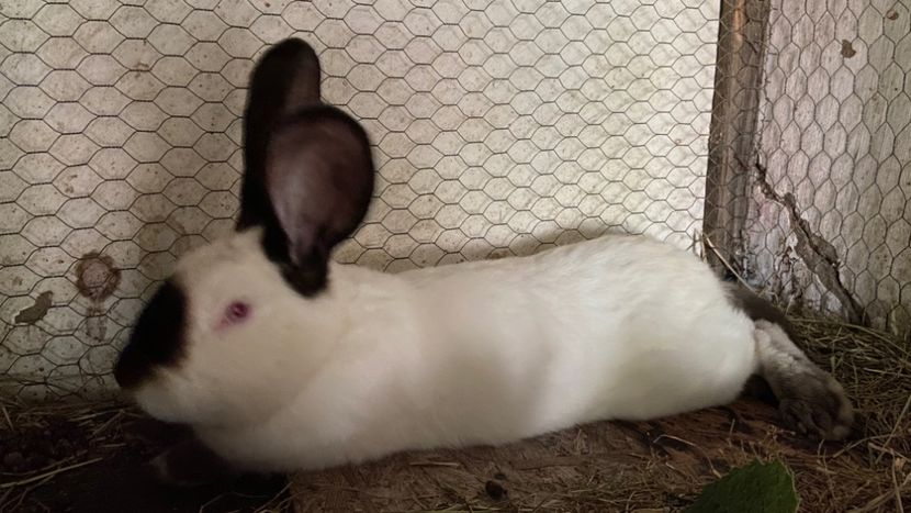 M - Urias de transilvania