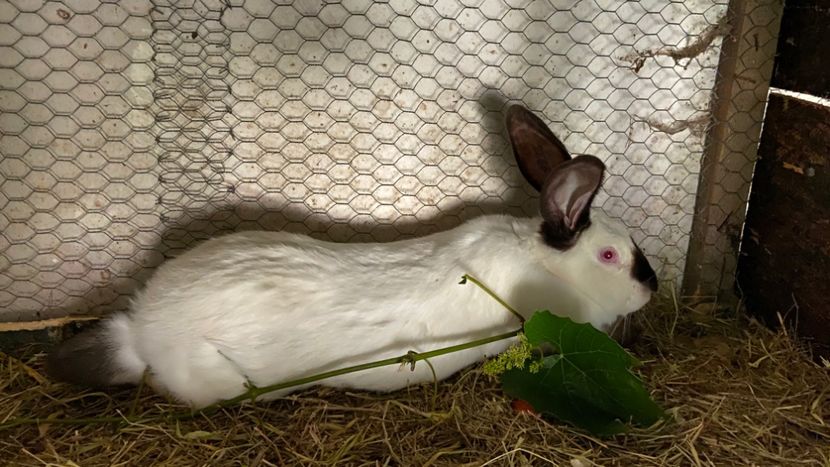 F.7,300 kg - Urias de transilvania