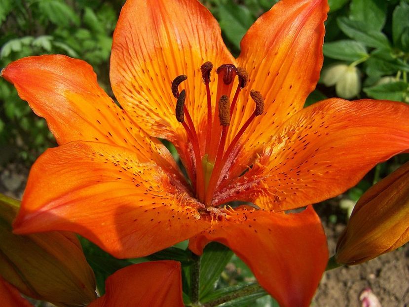 997095_328669a573662831881925f60a6776fb_xl - Flori de Primavara _Vara 2020-2021