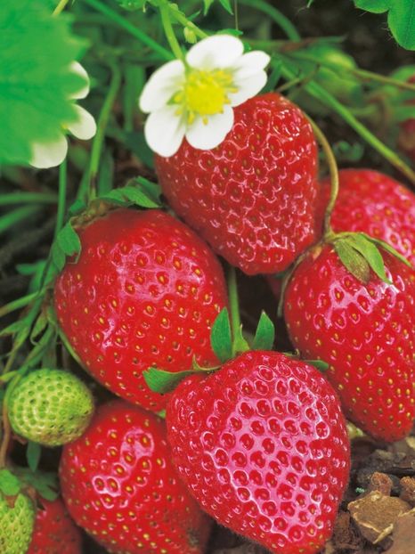  - Flori de Primavara _Vara 2020-2021