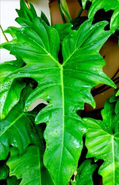 Golden Dragon planta matura orientativ - Philodendron
