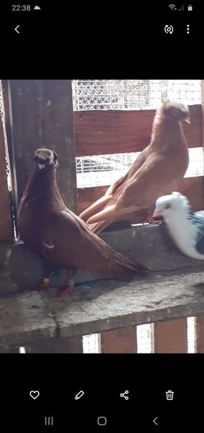 Screenshot_20200623-223857_Gallery - 8-Jucatorii de Ardeal vechi