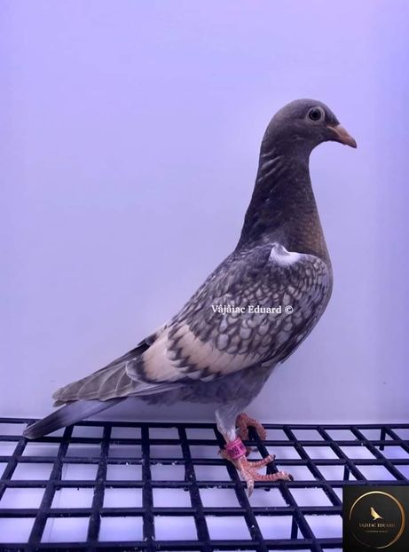  - NU AMI APARTIN 2020