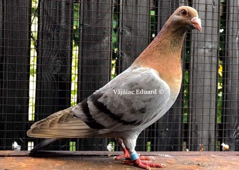  - NU AMI APARTIN 2020