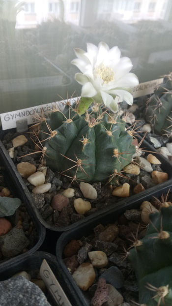 24.06.2020 - Gymnocalycium anisitsii ssp damsii