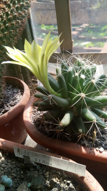 24.06.2020 - Mammillaria longimamma