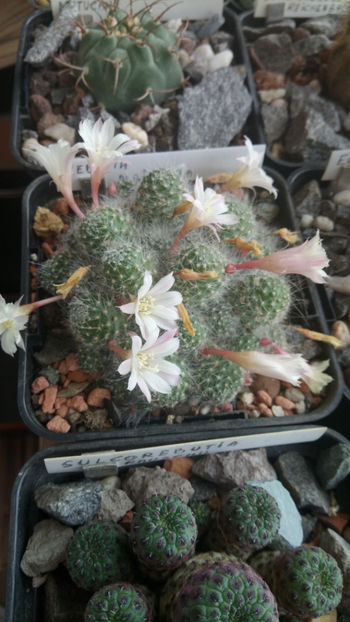 24.06.2020 - Rebutia albiflora