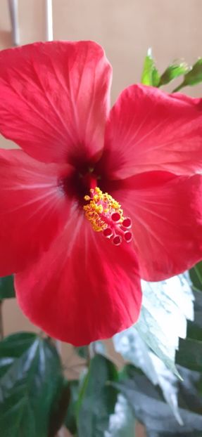  - Hibiscus 2015-2024