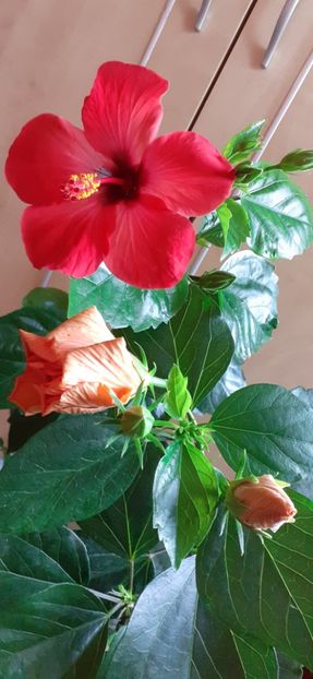 - Hibiscus 2015-2024