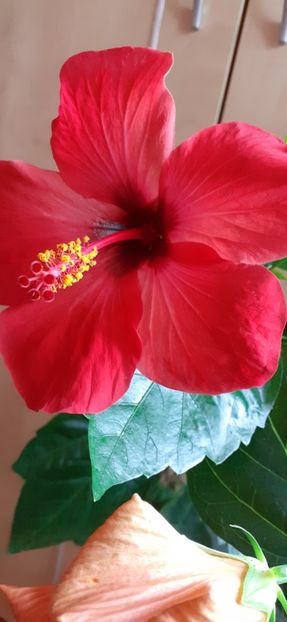  - Hibiscus 2015-2024
