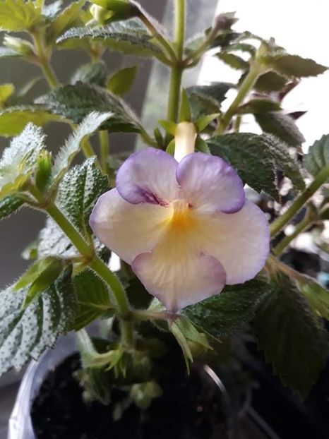 2020 - 001 2021 - Sweet Giant