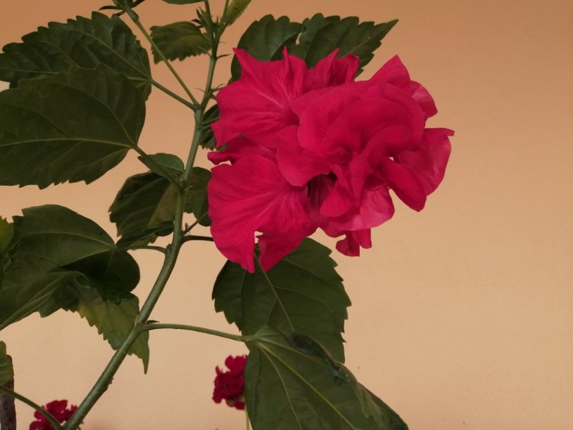  - Balsam pentru suflet