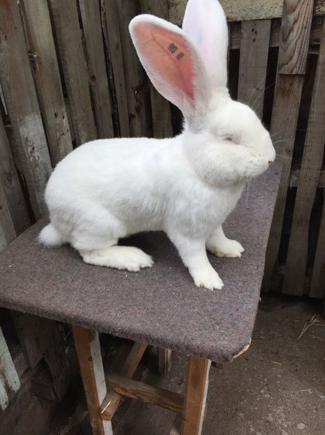 De vanzare - RO 8-396