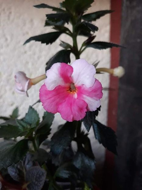  - 0001 2022 - Sora Theresa