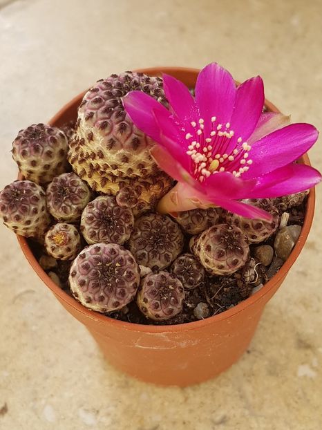 Soarele chiar ajuta! - Rebutia