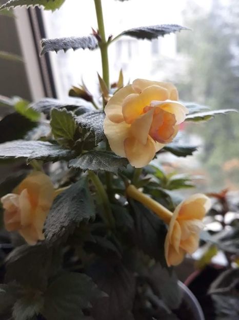  - 0001 2022 - RF s Tropicana