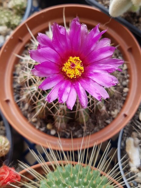 Notocactus uebelmaniannus - Notocactus