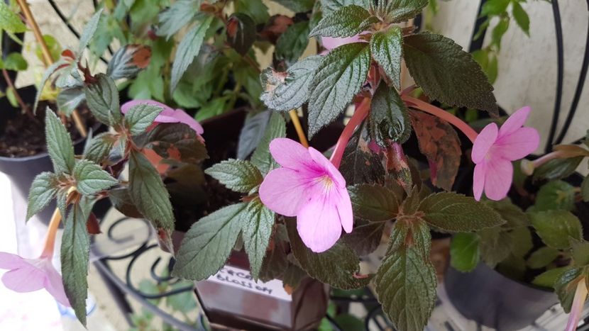 Peach Blossom - Achimenes 2020