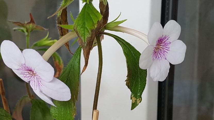 Charity - Achimenes 2020