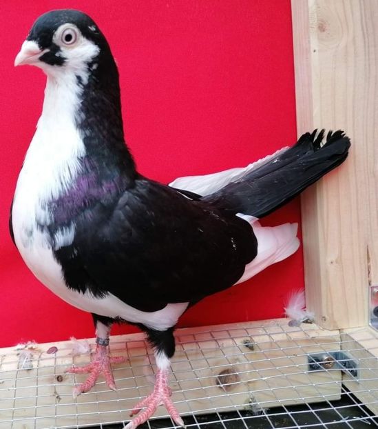  - porumbei care mi-au apartinut