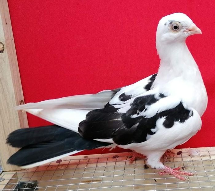  - porumbei care mi-au apartinut