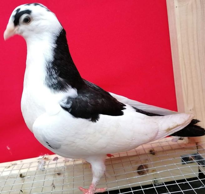  - porumbei care mi-au apartinut